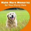 imageZesty Paws Senior Advanced Calming ampamp Cognition Soft Chews for Dogs  Supplements for Dog Brain Health ampamp Nervous System Support  Calming ampamp Relaxation with Ashwagandha DHA ampamp MelatoninCognition