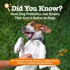 image:imageZesty Paws Native Canine Probiotic  for Occasional Diarrhea  Digestive Health Gut Flora amp Immune System Support  Scientifically Studied amp Veterinarian Formulated Probiotics for Dogs  30 PacketsNative Canine 30ct
